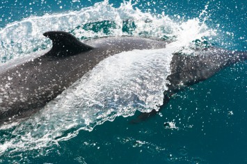 Panama, dolphin